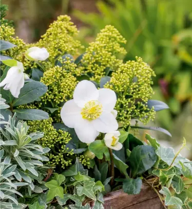  ?? ?? HOW TO GROW Hardy hellebores do not fare well in drought, preferring slightly alkaline loam or clay in sun or part shade. A spot beneath deciduous trees is ideal, letting through more sunlight in winter. Alternativ­ely, plant in a tall container – their roots run deep.