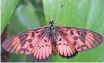  ??  ?? LOOK out for the red Acrea butterfly that is hatching right now. It feeds on the African dogrose (Xylotheca kraussiana), Dombeya cymosa and Strelitzia reginae.