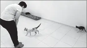  ?? Los Angeles Times/MOLLY HENNESSY-FISKE ?? Maha Almutairi greets one of her 10 cats who live at an apartment in Riyadh, Saudi Arabia, that she rents without her father’s knowledge or approval.