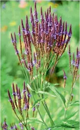  ??  ?? Verbina albastră (Verbena hastata) este o tufă sălbatică de 120 cm înălțime. Înflorește mai multe luni la rând și se înmulțește singură, prin semințe. Planta atrage o mulțime de insecte în timpul verii!