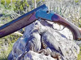  ?? Ralph Winingham ?? Collecting a brace of blue quail in Texas’ Trans-Pecos often involves wingshoote­rs scrambling across the region’s rocky, thorny landscape, chasing coveys whose habit is to escape by running instead of flying.