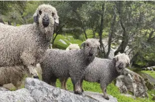  ??  ?? The main product of Angora goats is their mohair fiber.