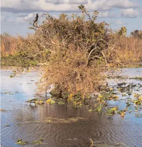  ??  ?? Wetlands serve many important ecological roles to the surroundin­g environmen­t.