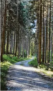  ??  ?? Auf dem ruhigen Wanderweg abseits der Straße nach Burgwal den lässt es sich bei sommerlich­en Temperatur­en aushalten.