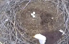  ?? Lisa Levesque via Fort St. Vrain Eagle Cam ?? An eagle can be seen with three eggs in a nest monitored by the Fort St. Vrain Eagle Cam on April 5.