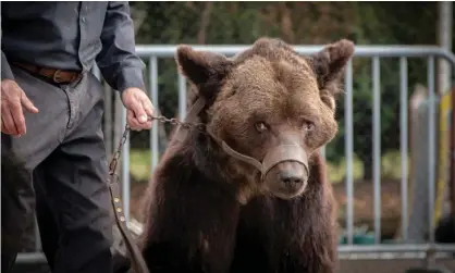  ?? Photograph: Stephanie Lefebvre/AP ?? The story of mistreated animals in France, such as Mischa the bear, helped sway public opinion.