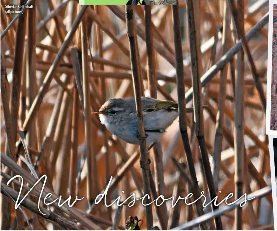  ??  ?? Siberian Chiffchaff (all pictures)