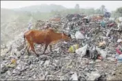  ?? AFP FILE ?? A cow eats plastic at a garbage dump in Ajmer, Rajasthan.