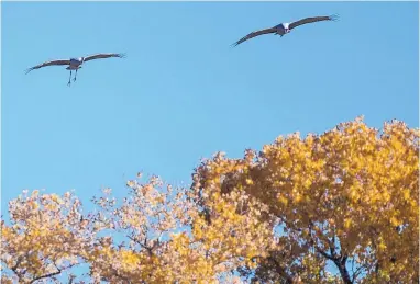  ?? ROBERTO E. ROSALES/JOURNAL ?? The Albuquerqu­e Open Space Visitor Center hosted its annual Return of the Sandhill Crane Celebratio­n on Saturday. Some of the year’s first migratory cranes have arrived in the Duke City.