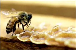  ?? AP/MARCIO JOSE SANCHEZ ?? A bee works on a honeycomb in the Gene Brandi apiary in Los Banos, Calif.