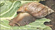  ?? Pic.) ?? The giant African snail, Achatina fulica, is one of the world’s largest and most destructiv­e land snails and feeds on more than 500 types of plants.(Courtesy