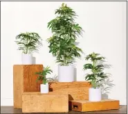  ?? (Pot Plant via The New York Times/Nadav Benjamin) ?? Pot Plant (potplant.shop), an online store that opened last fall, sells fake marijuana plants that are meant to be displayed in homes and businesses.