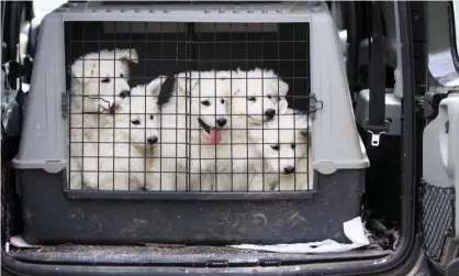  ??  ?? An estimated 250,000 dogs enter the UK each year via the Channel Tunnel. Photograph: Grossemy Vanessa/Alamy