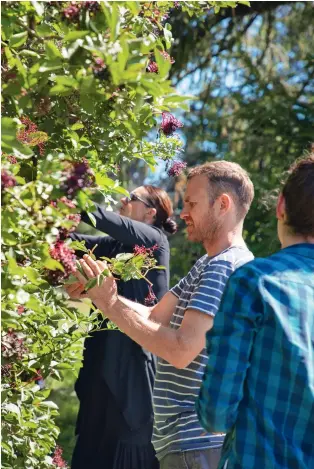  ??  ?? LEFT TO RIGHT: Skye, Gerald, and Ruth harvest elderberri­es for several weeks during autumn. It's a time-consuming job, selectivel­y picking only the deepest purple berries, then de-stemming them before processing.