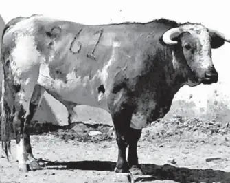  ??  ?? Los toros para la corrida de homenaje a Don Carlos Herrera son de la Ganadería San Marcos /CORTESÍA