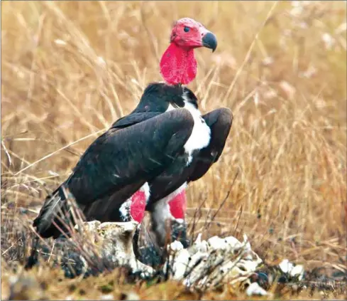  ?? YESENIA AMARO/SUPPLIED ?? Three nests belonging to critically endangered red-headed vultures are being guarded day and night to ensure their survival after they were discovered earlier this month at Preah Vihear’s Chheb Wildlife Sanctuary, according to a spokesman with the...