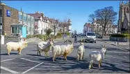  ?? PETE BYRNE — PA VIA AP ?? A herd of goats walk the quiet streets in Llandudno, north Wales, March 31. A group of goats have been spotted walking around the deserted streets of the seaside town during the nationwide lockdown due to the coronaviru­s.