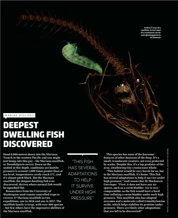  ??  ?? In this CT scan of a snailfish, its last meal of a crustacean can be seen glowing green in its stomach