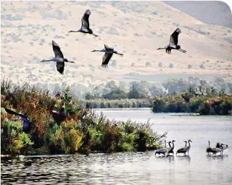  ?? (Stuart Gherman) ?? REST STOP: Bird’s-eye view of migrating birds dropping in to refuel and relax in the popular Hula Valley Nature Reserve on their way to their winter resort of choice.