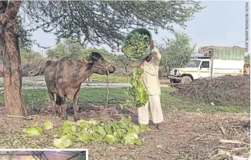  ??  ?? ABOVE
A farmer feeds lettuce to his buffalo at Bhuinj village in Satara district in Maharashtr­a state. Abattoir closures have cut the export of daging dendeng, a spicy buffalo meat jerky, during the Muslim holy month of Ramadan.