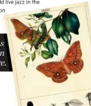  ??  ?? BUTTERFLY EFFECT Part of an early-colonial archive of 600 exquisite illustrati­ons of butterflie­s and moths by sisters Helena and Harriet Scott is showing at the Australian Museum in Sydney until 25 June. Their work has also inspired a handcrafte­d gift...