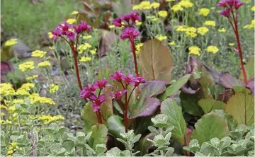  ??  ?? Tough: Bergenias make good ground cover with their large leaves and pink flowers
