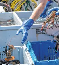  ?? TINA COMEAU • TRI-COUNTY VANGUARD ?? Thousands of kilograms of lobsters leave Halifax Stanfield Internatio­nal Airport daily, that number is only expected to rise over the coming years.