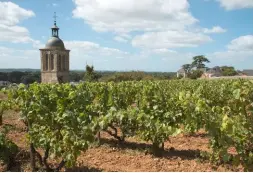  ??  ?? Le vignoble de Vouvray livre des chenins racés et de grand caractère.