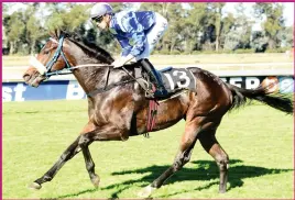  ??  ?? MERCHANTS. Mike de Kock-trained Naafer might be slightly out at the weights in the 1160m Grade 2 race but he is probably better than his rating and will make a bold bid.