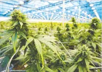  ?? ALLEN McINNIS ?? A McGill University program aims to help young profession­als secure jobs in cannabis production, or with Health Canada and provincial distributo­rs like the SQDC.