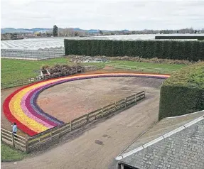  ??  ?? Rainbow of Hope, made of 12,000 primulas, is revealed in Edinburgh.