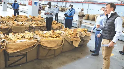  ??  ?? Northern Tobacco CEO Glen Young (right) conducts a mock sale in Harare on Monday as the country prepares for the marketing season in the wake of Covid-19. — Picture: Tawanda Mudimu