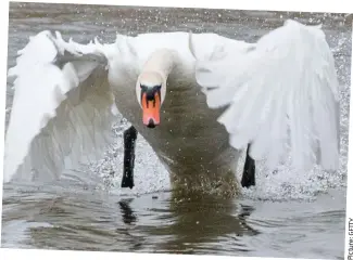  ?? Picture: ?? Stunning: But the swan is also a ferocious fighter in defence of its young