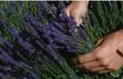  ??  ?? The annual July 4 and 5 Lavender Festival in Prince Edward County features products made from the blooms as well as local edibles.