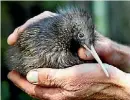  ??  ?? Visit a real kiwi at the Otorohanga Kiwi House & Native Bird Park.