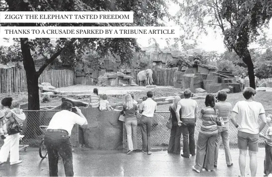  ?? WALTER NEAL/CHICAGO TRIBUNE ?? A cheer went up as Ziggy emerged from his inside enclosure on July 4, 1973. The elephant, then 56, had been freed from his indoor chained enclosure.