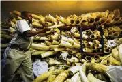  ?? AP ?? A Zimbabwe National Parks official inspects elephant tusks during a tour of ivory stockpiles. An internatio­nal conference set protection­s for over 500 species.