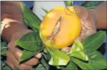  ?? Picture: JUDY DE VEGA ?? NOT FIT FOR EXPORT: Abnormal weather has caused navel oranges to split open