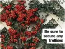  ?? ?? Be sure to secure any
trellises