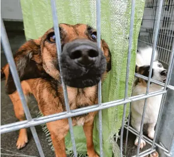  ?? Archivfoto: Mathias Wild ?? Mehr Auflagen, mehr Tiere, mehr Aufgaben: Die Verantwort­lichen vieler Tierheime in Bayern klagen darüber, dass ihnen das Geld für die Betreuung der Tiere nicht reicht. Sie wünschen sich Hilfe vom Freistaat.