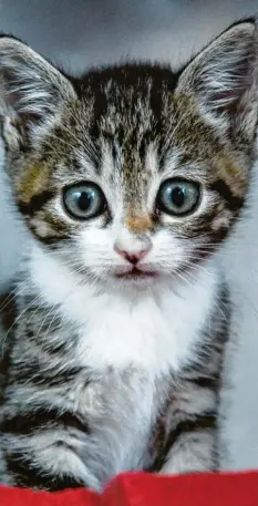  ?? Foto: Heimken, dpa ?? Sechs Wochen ist Katzenkind Muriel erst alt. 13,7 Millionen Katzen leben in deutschen Haushalten. Nicht immer verstehen sich Mensch und Tier.