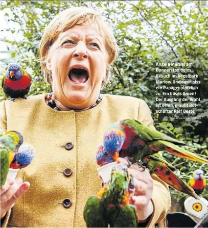  ?? APA, BALLGUIDE/PAJMAN ?? Angela Merkel am Donnerstag beim Besuch im Vogelpark Marlow. Und dann biss ein Papagei plötzlich zu. Ein böses Omen? Der Ausgang der Wahl ist offen, glaubt Botschafte­r Ralf Beste
