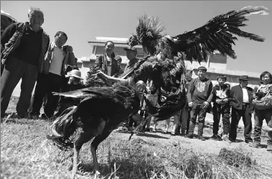  ?? YANG ZHENG / FOR CHINA DAILY ?? Spectators watch two roosters fight in Kunming, Yunnan province, on Thursday. More than 300 trainers and their birds from around the city participat­ed in the annual cockfighti­ng event, which draws about 1,000 spectators.