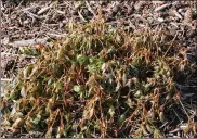  ?? CONTRIBUTE­D ?? Freeze damage to astilbe foliage should be cut to the ground.