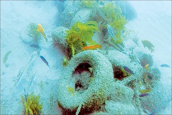  ??  ?? Con cientos de llantas viejas y otros objetos plásticos, buzos tratan de crear un arrecife artificial que sirva de hogar a peces y mejillones, en la costa sur de California. La imagen, proporcion­ada por la Comisión Costera, fue captada en la península...