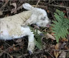  ??  ?? One of the lambs found at Kilcarra earlier this week.