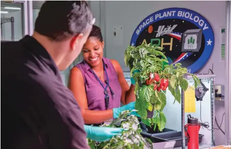  ?? COURTESY NASA ?? Jason Fischer, left, a research scientist, and Lashelle Spencer, a plant scientist, in January harvest peppers grown in the Kennedy Space Center for a growth assessment in preparatio­n for sending them to space.