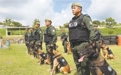  ??  ?? El agrupamien­to K-9 de la Fuerza Civil de Veracruz está compuesto por 50 elementos policiacos y 36 agentes caninos.