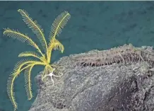  ?? PROVIDED BY P. GREGG/UNIVERSITY OF ILLINOIS AT URBANA-CHAMPAIGN ?? A yellow sea lily with a brittle star at its base and a sea cucumber on the rock next to it were photograph­ed at an underwater seamount in the East Pacific Ocean.