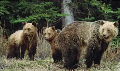  ?? Photograph: John E Marriott/ Alamy/Alamy ?? British Columbia ended trophy hunting of grizzly bears in 2017, when it estimated the population of the predators stood at 15,000.